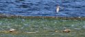 Nog broeipare op watewrgras